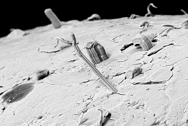 Fotografia 1. Wygląd „wąsów” cynowych uzyskany w skaningowym mikroskopie elektronowym (SEM)