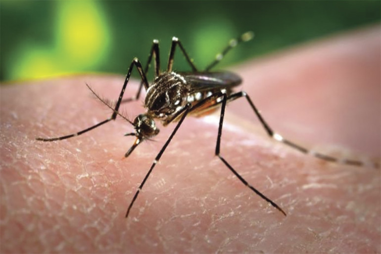 Gdybyśmy mieli wątpliwości, to jest to prawdziwa, żywa, ciężarna samica komara Aedes aegypti, pracowicie gryząca ofiarę w celu pozyskania krwi dla swoich jaj.