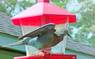 Cyfrowo monitorowany karmnik dla ptaków