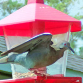 Cyfrowo monitorowany karmnik dla ptaków