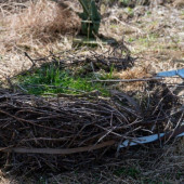 Energetycy firmy TAURON przenieśli gniazdo bocianów w bezpieczne miejsce