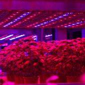 Elektronika w uprawie roślin