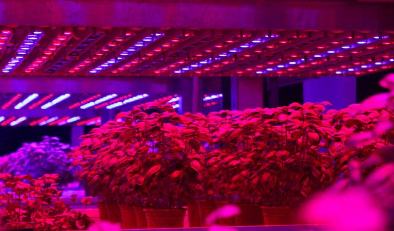 Elektronika w uprawie roślin