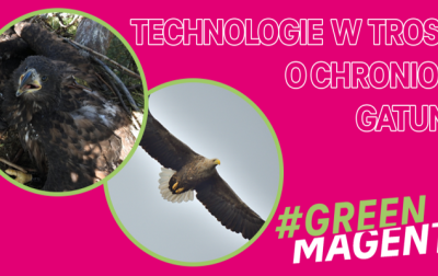 Firma T-Mobile pomoże badaczom w monitorowaniu populacji orłów bielików zamieszkującej teren SGGW