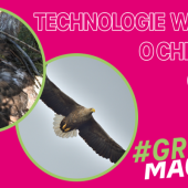 Firma T-Mobile pomoże badaczom w monitorowaniu populacji orłów bielików zamieszkującej teren SGGW