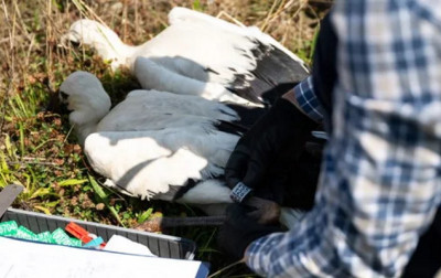 Firma TAURON podsumowuje obrączkowanie bocianów