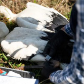 Firma TAURON podsumowuje obrączkowanie bocianów