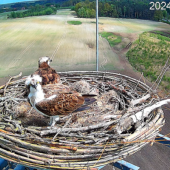 Rzadki gatunek rybołowa na stacji bazowej (BTS) firmy Orange