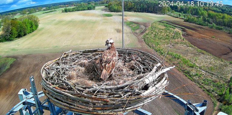 Rzadki gatunek rybołowa na stacji bazowej (BTS) firmy Orange
