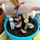 Internet Rzeczy w pomiarach środowiskowych (6). Zestaw do kontrolowania wilgotności gleby Enviro Grow firmy Pimoroni