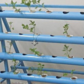 Prysznic zraszający rośliny na sztucznej plantacji