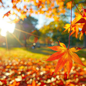 Wodni włamywacze, czyli listopad i Kevin w natarciu