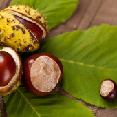 Październikowe eksperymenty - od mocy kilowata po szept liści