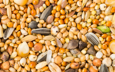 Komórkowy Internet Rzeczy (IoT) oraz Bluetooth LE wspierają zrównoważone rolnictwo